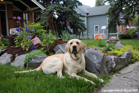 Yellow Labrador Retriever by flowers