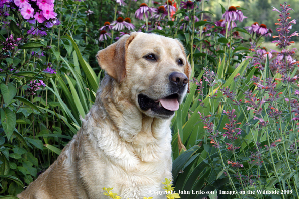 Yellow Labrador Retriever in yard