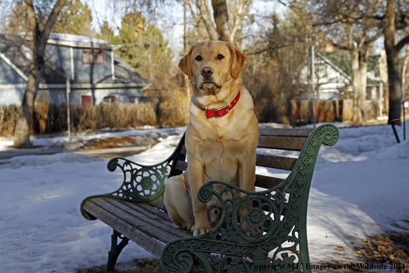 Yellow Labrador Retriever 