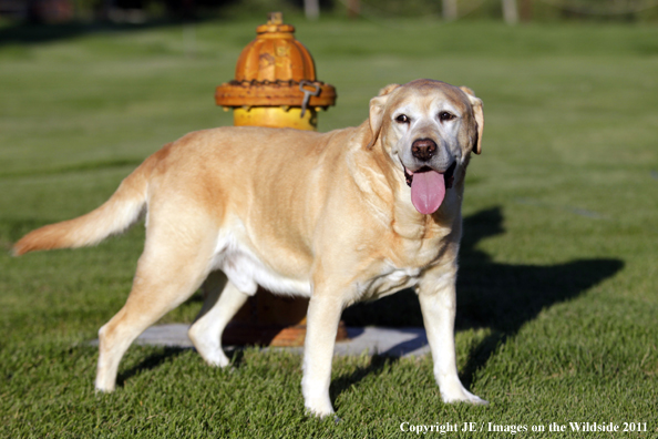 Yellow Labrador Retriever.