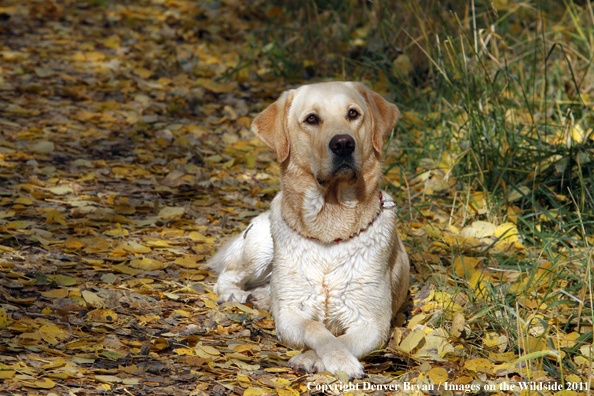 Yellow Labrador Retriever.