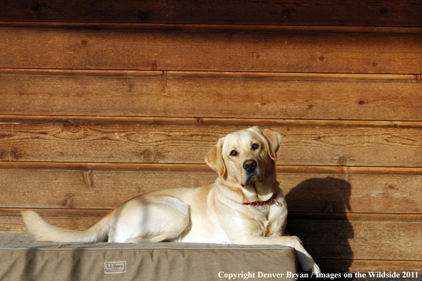 Yellow Labrador Retriever.