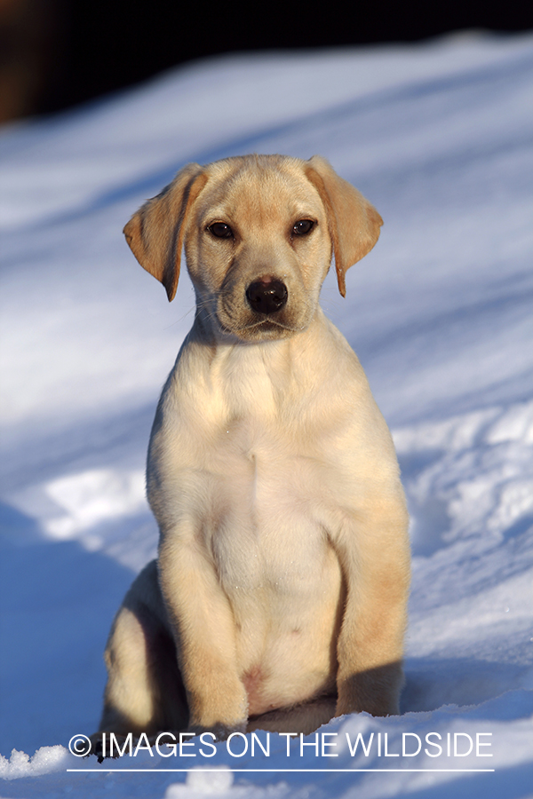 Yellow Labrador Retriever Puppy