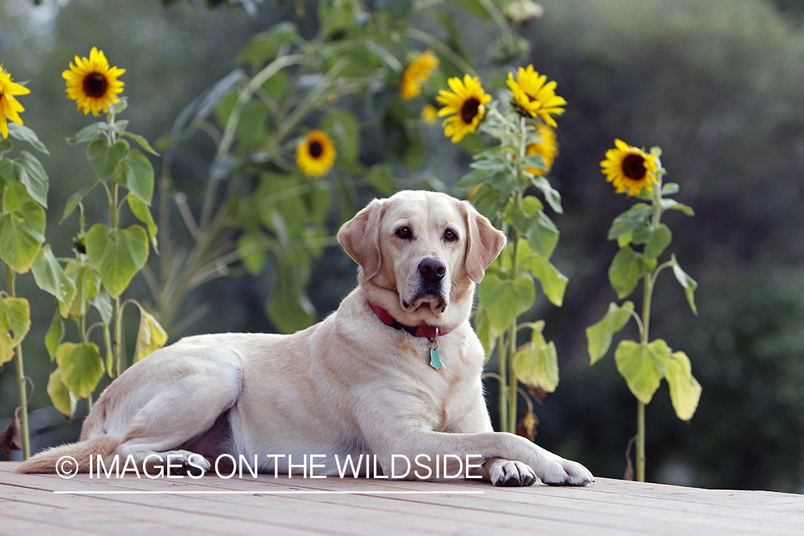 Yellow Labrador Retriever infront of sunflowers.