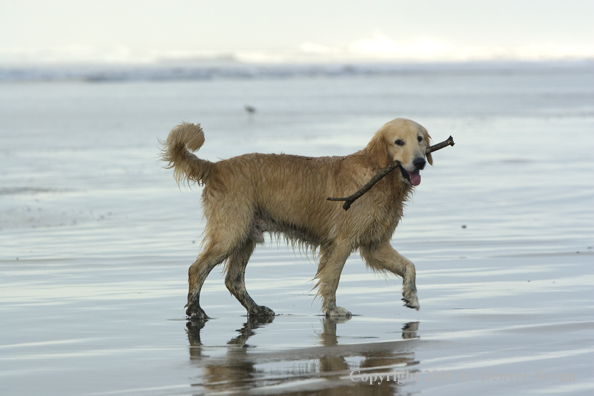 Golden Retriever fetching stick on beach.