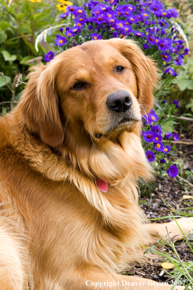 Golden Retriever 
