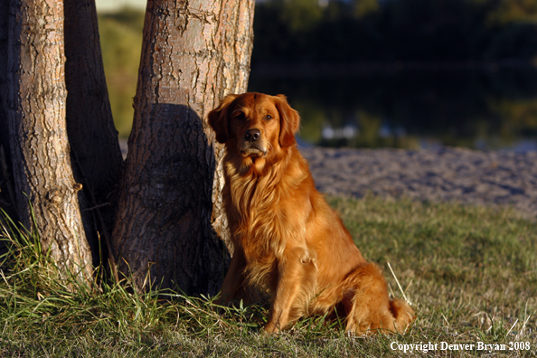 Golden Retriever 