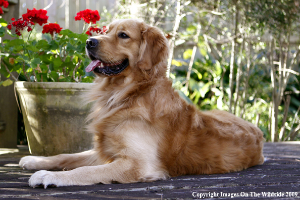 Golden Retriever