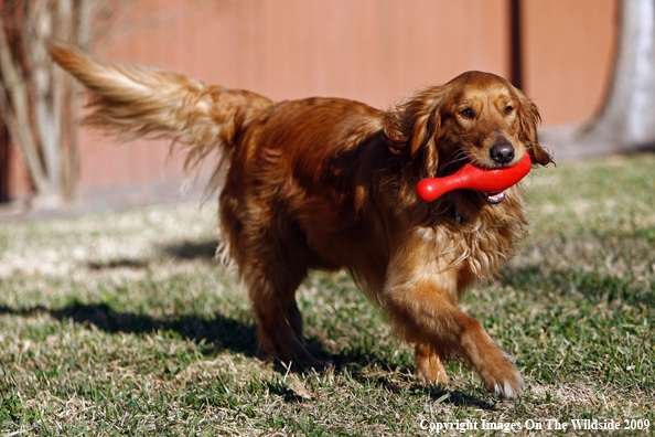 Golden Retriever Playing Fetch
