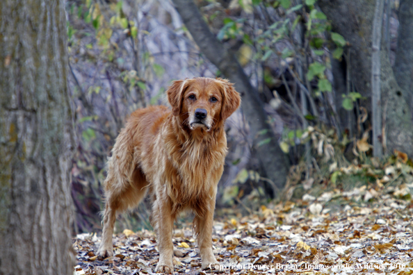 Golden Retriever 