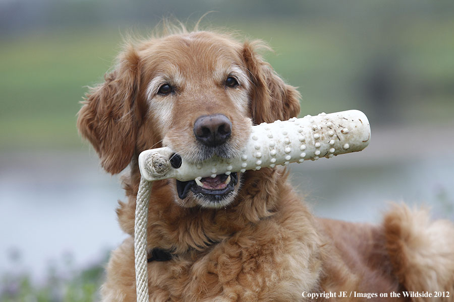 Golden Retriever with toy.