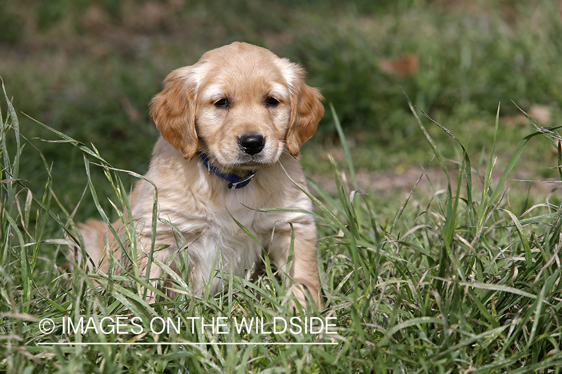 Golden Retriever Puppy