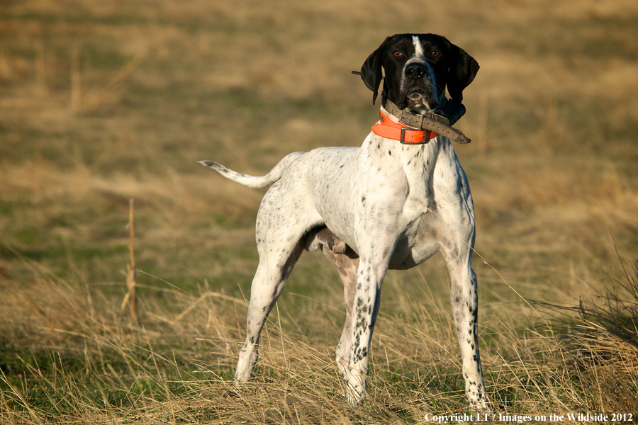 English pointer.
