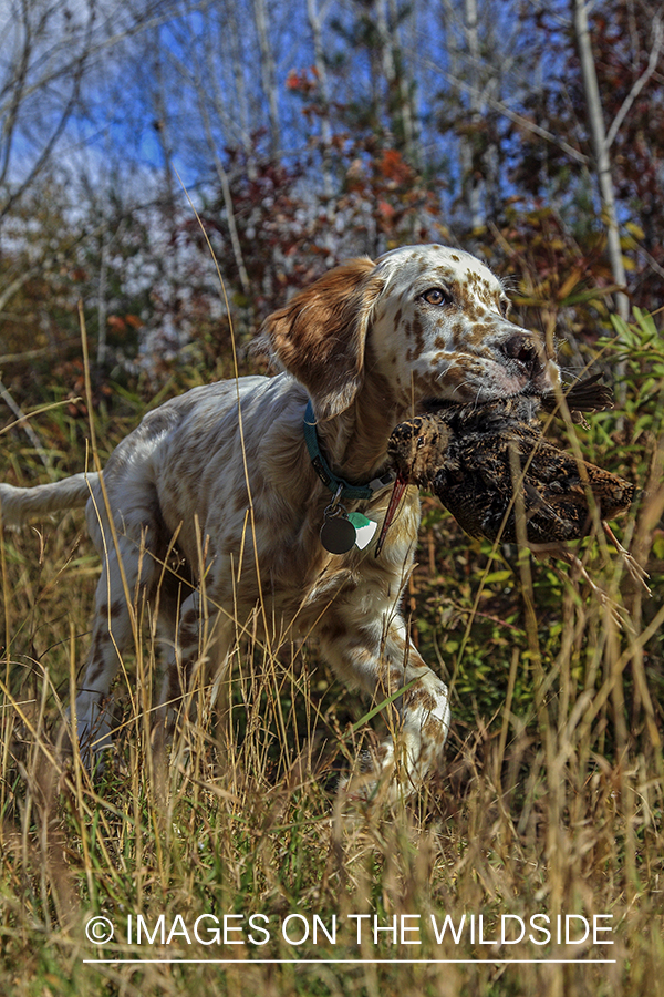 Young English Setter with woodcock.