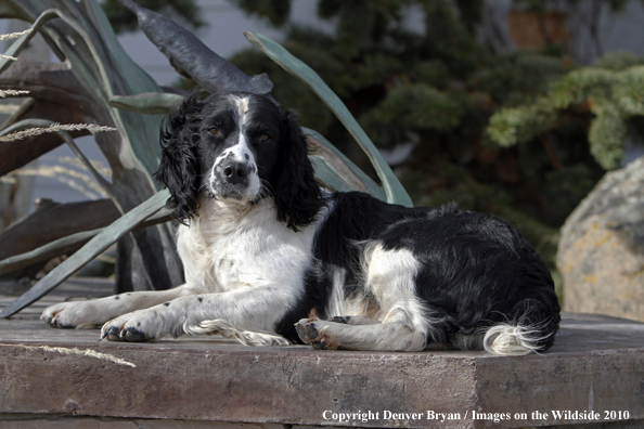 Springer Spaniel.
