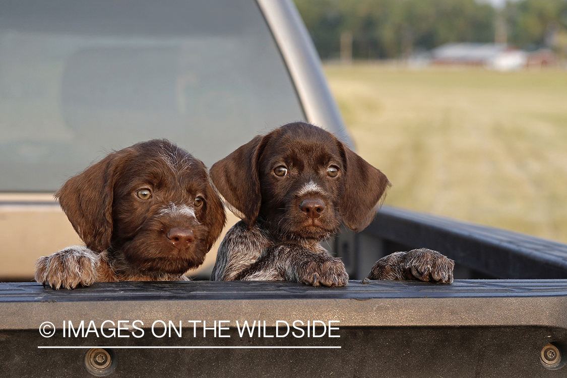 German Wirehair Pointer puppies in bed of pickup.