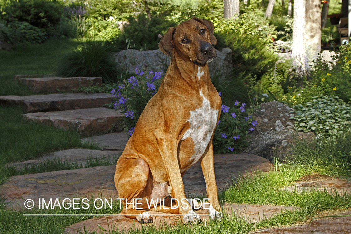 Rhodesian Ridgeback