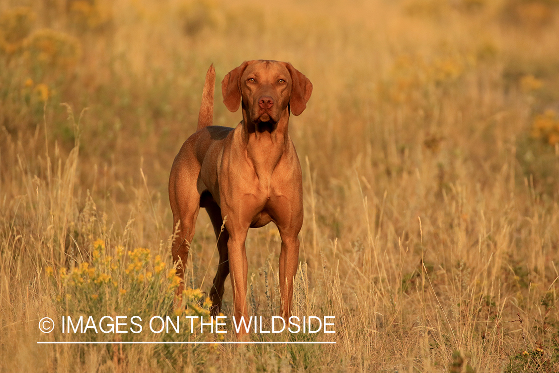 Vizsla in field.