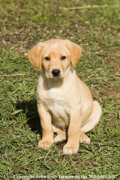 Yellow Labrador Retriever puppy.