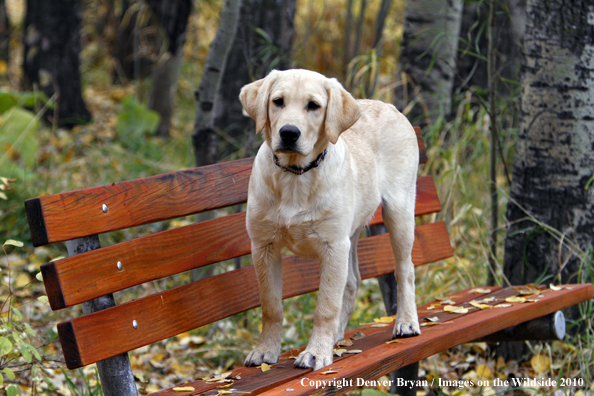 Yellow Labrador Retriever Puppy