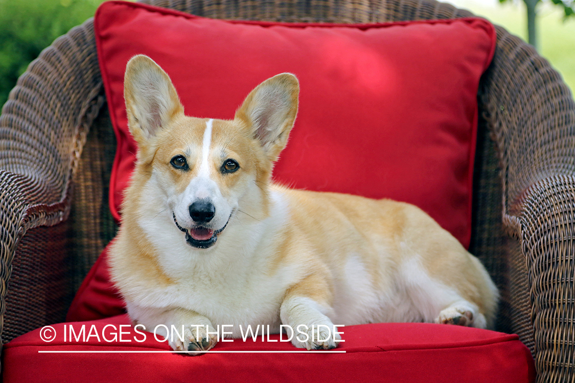 Welsh Corgi sitting on chair.