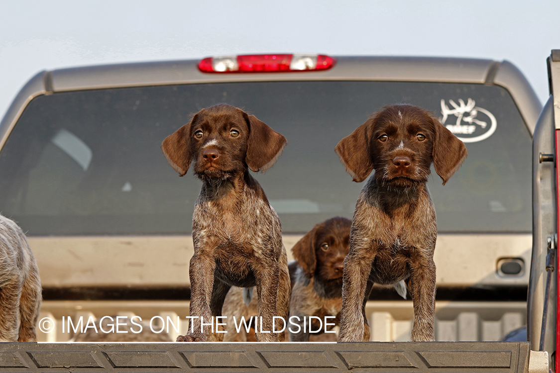 Wirehaired Pointing Griffon puppies in bed of pickup.