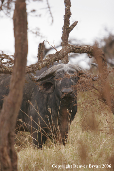 African Cape Buffalo