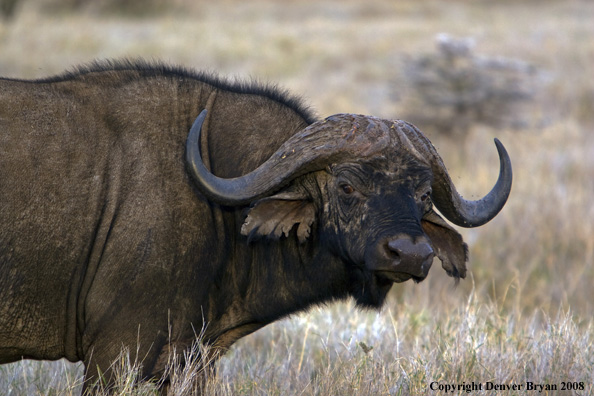 Cape Buffalo in habitat