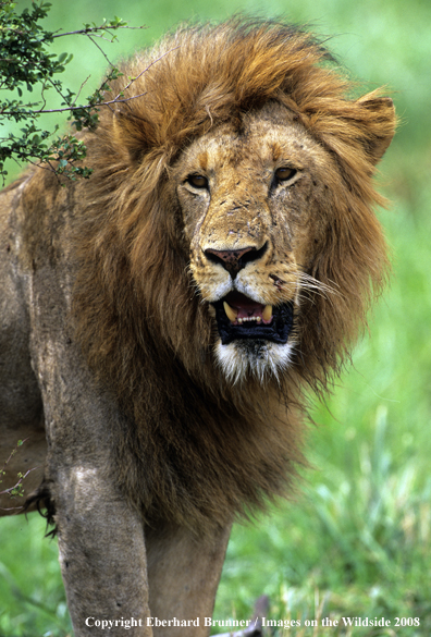 African Lion