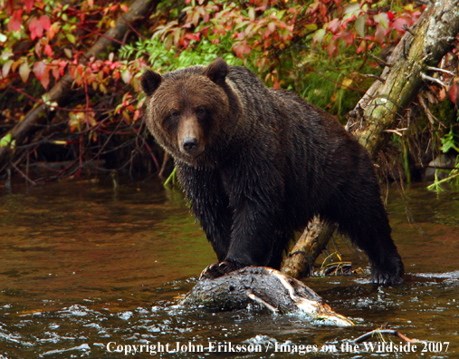 Grizzly/Brown Bear in habitat