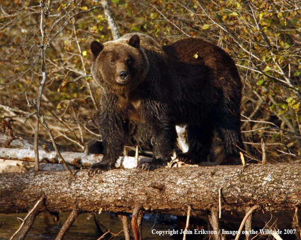 Grizzly bear in habitat