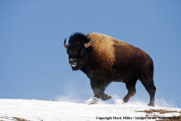 American Bison in winter habitat.