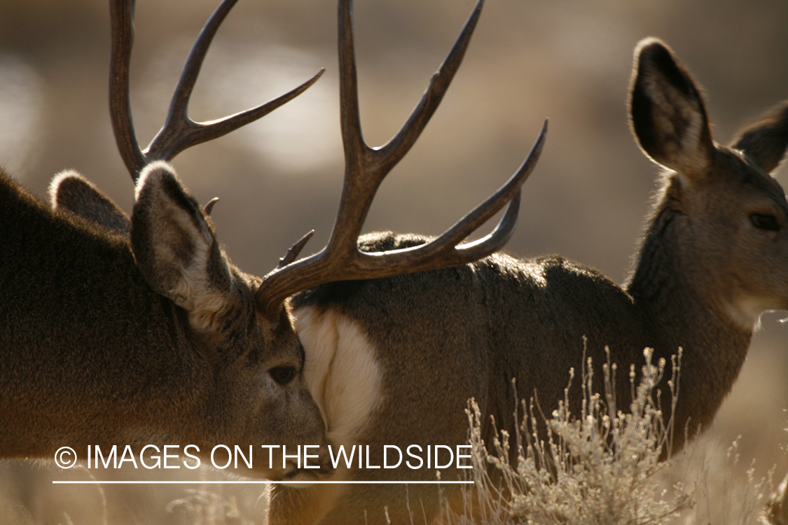 Mule deer in habitat