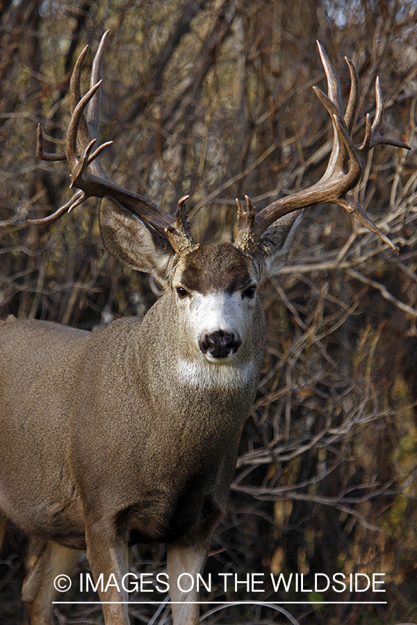 Mule deer 