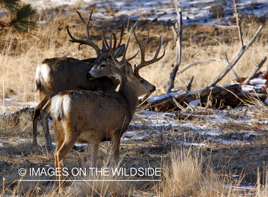 Mule deer 