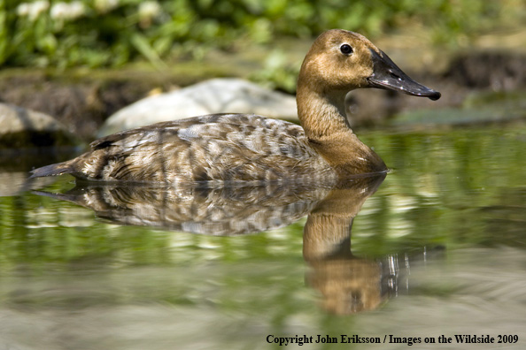 Canvasback hen in habitat