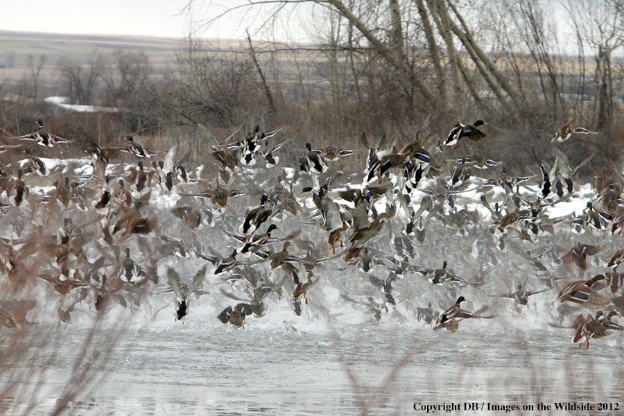Large flock of Mallards in habitat.
