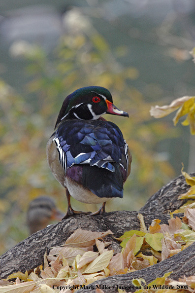 Wood duck in habitat