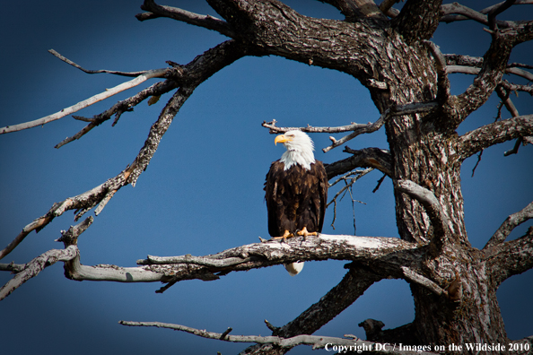 Bald eagle in tree. 