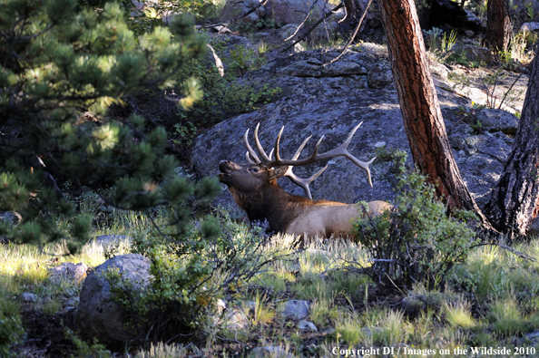 Rocky Mountain Bull Elk