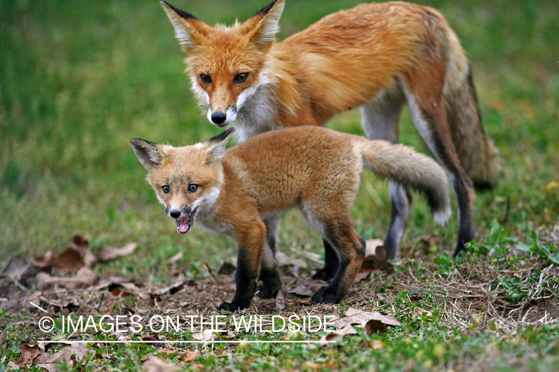 Red Fox with pup in habitat.