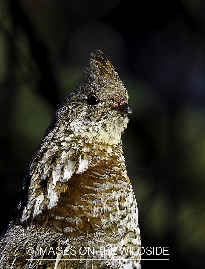 Ruffed Grouse