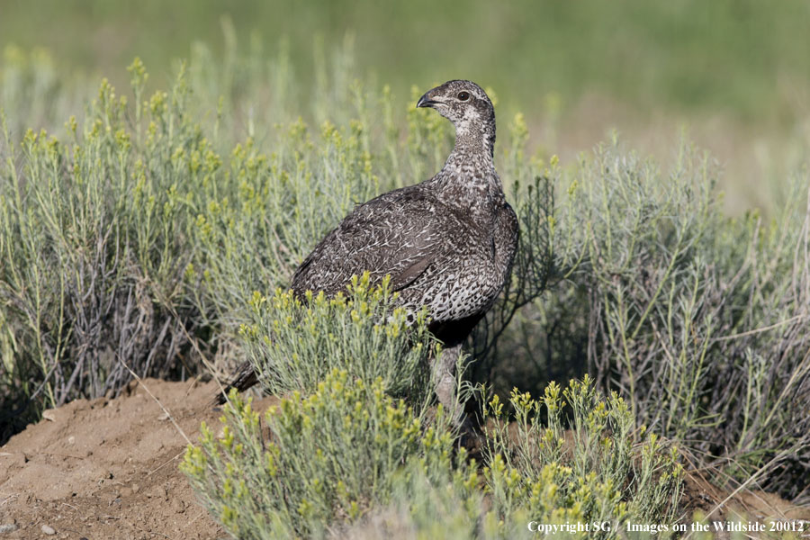 Sage Grouse in nesting grounds.