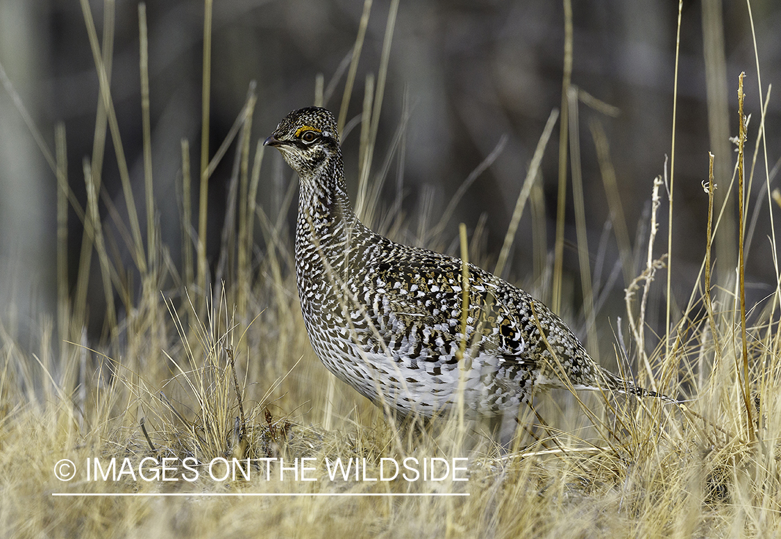 Sharp-tailed Grouse