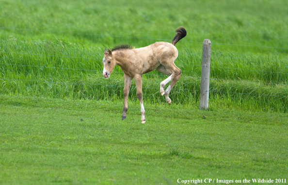 Foal playing in field. 