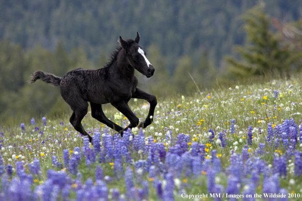 Photo taken by Mark Miller