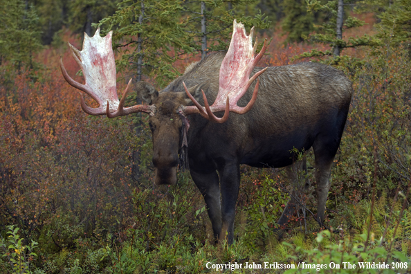 Bull Moose in Habitat