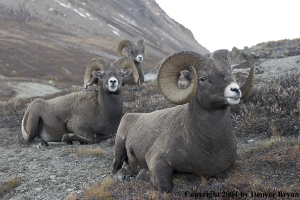 Herd of Rocky Mountain bighorn sheep (rams).