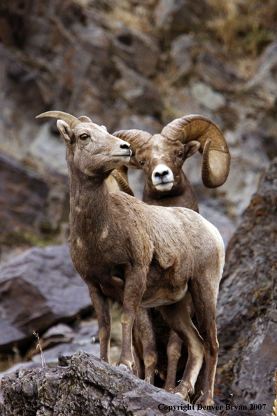 Rocky Mountain Big Horn Sheep
