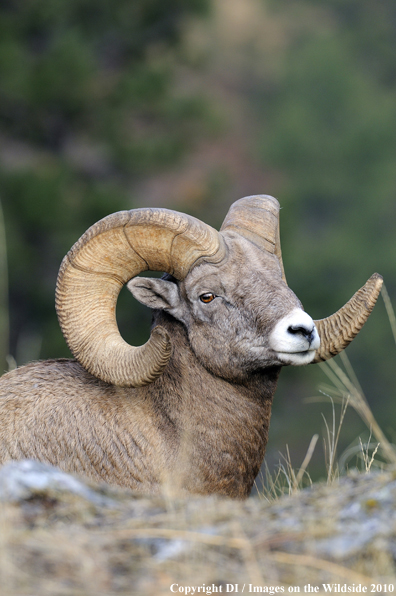 Rocky Mountain Bighorn Sheep in habitat. 